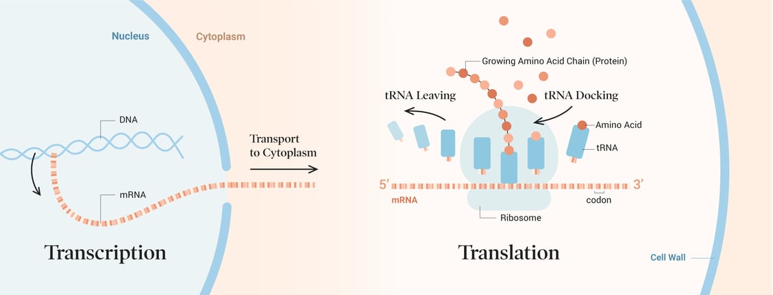 covid-19_vaccination_01b-transcription-translation-1