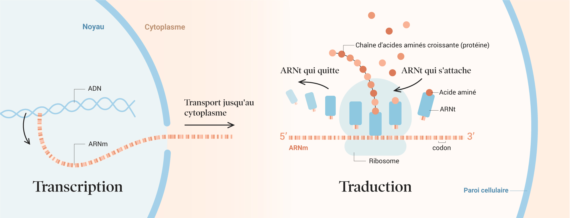 covid-19_vaccination_01b-transcription-translation_FR