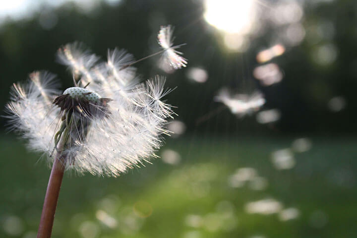 Que faire en cas d’allergies saisonnières ou annuelles?